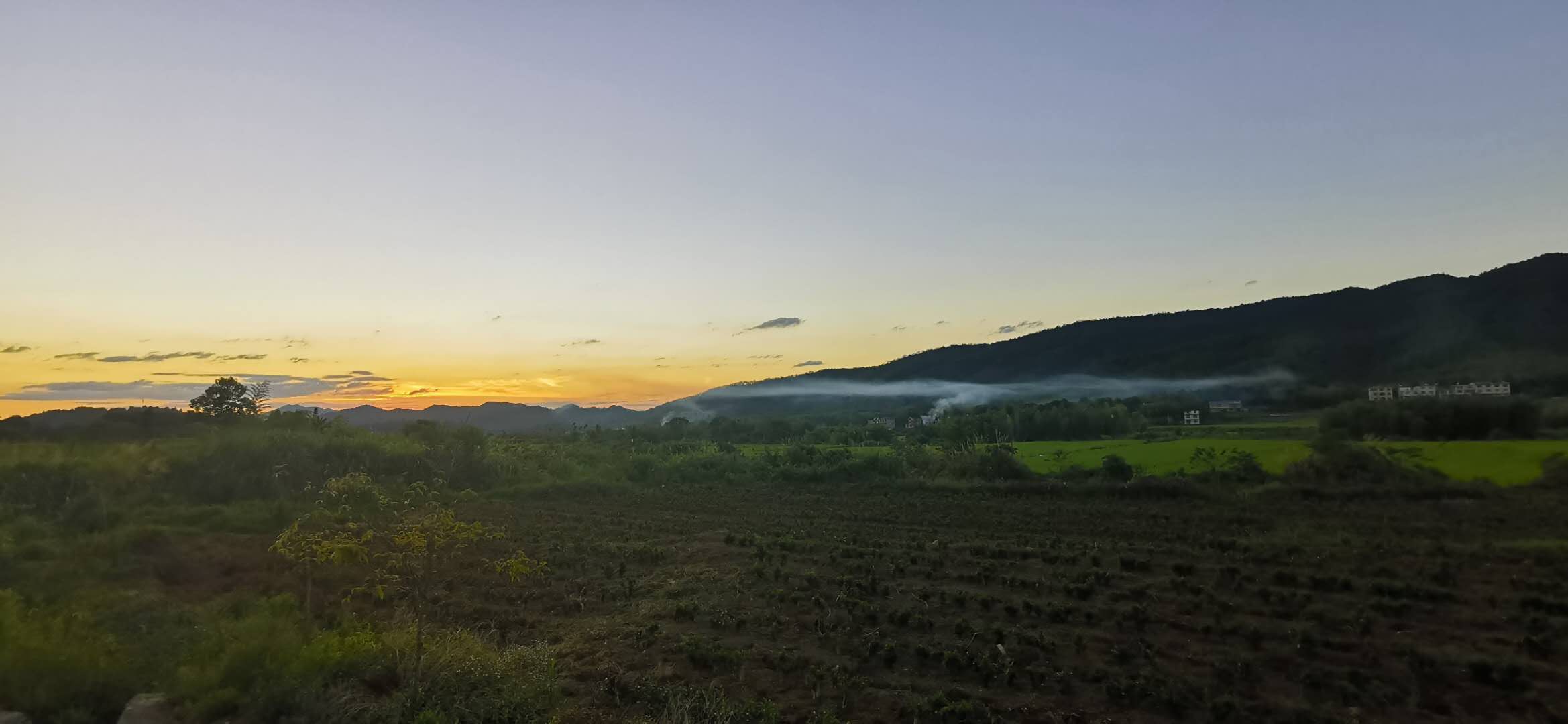 返乡创业带动村民致富,返乡创业的新农人做茶