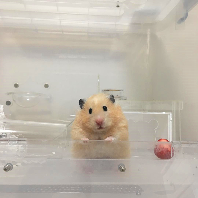 带仓鼠去公园赏花，鼠鼠无心赏花只想吃花朵，主人无奈又担心