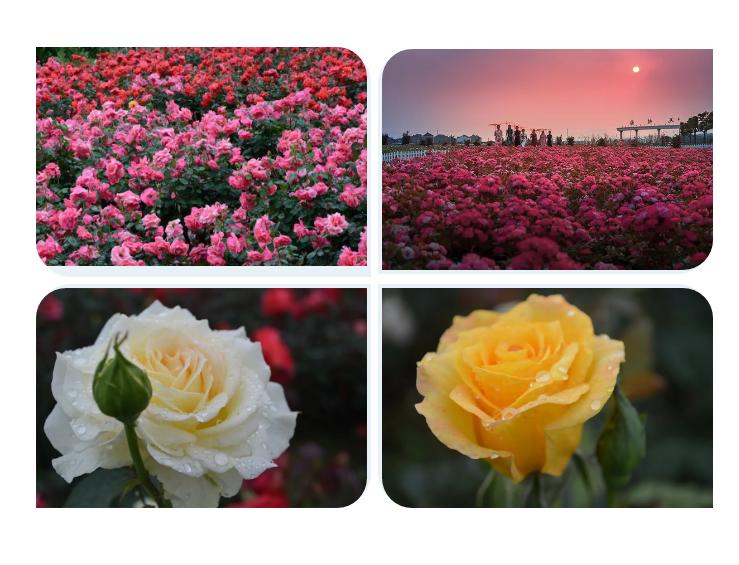 五一不能错过的花海,五一不能错过的美丽花海