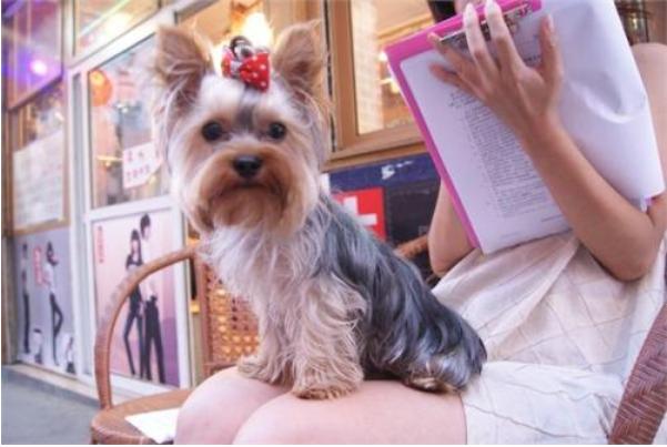 什么狗狗不臭又好养,10种无体味不掉毛的狗狗