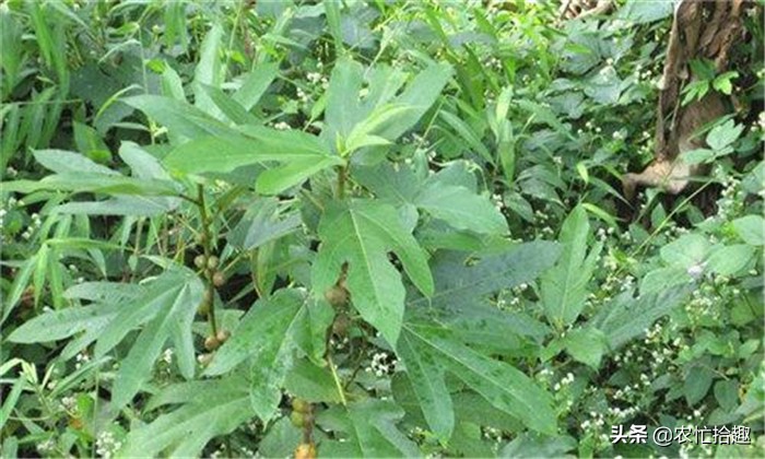 绂忓缓鐓叉堡鐨勪簲鎸囨瘺妗冩牴,骞夸笢浜旀寚姣涙妞板瓙鐓叉堡