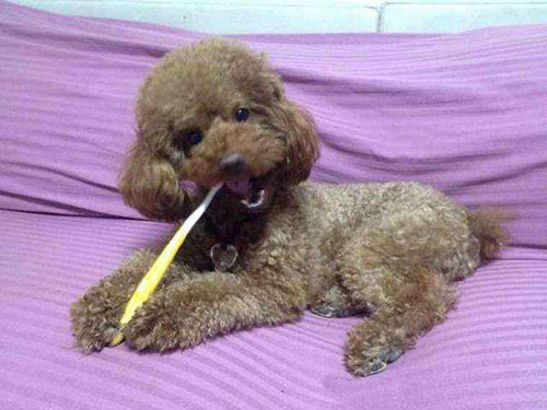 泰迪狗牙结石口臭怎么办,泰迪狗口臭是什么原因引起的