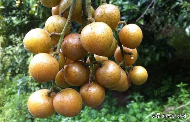 黄皮什么人不适合吃,黄皮的生长条件