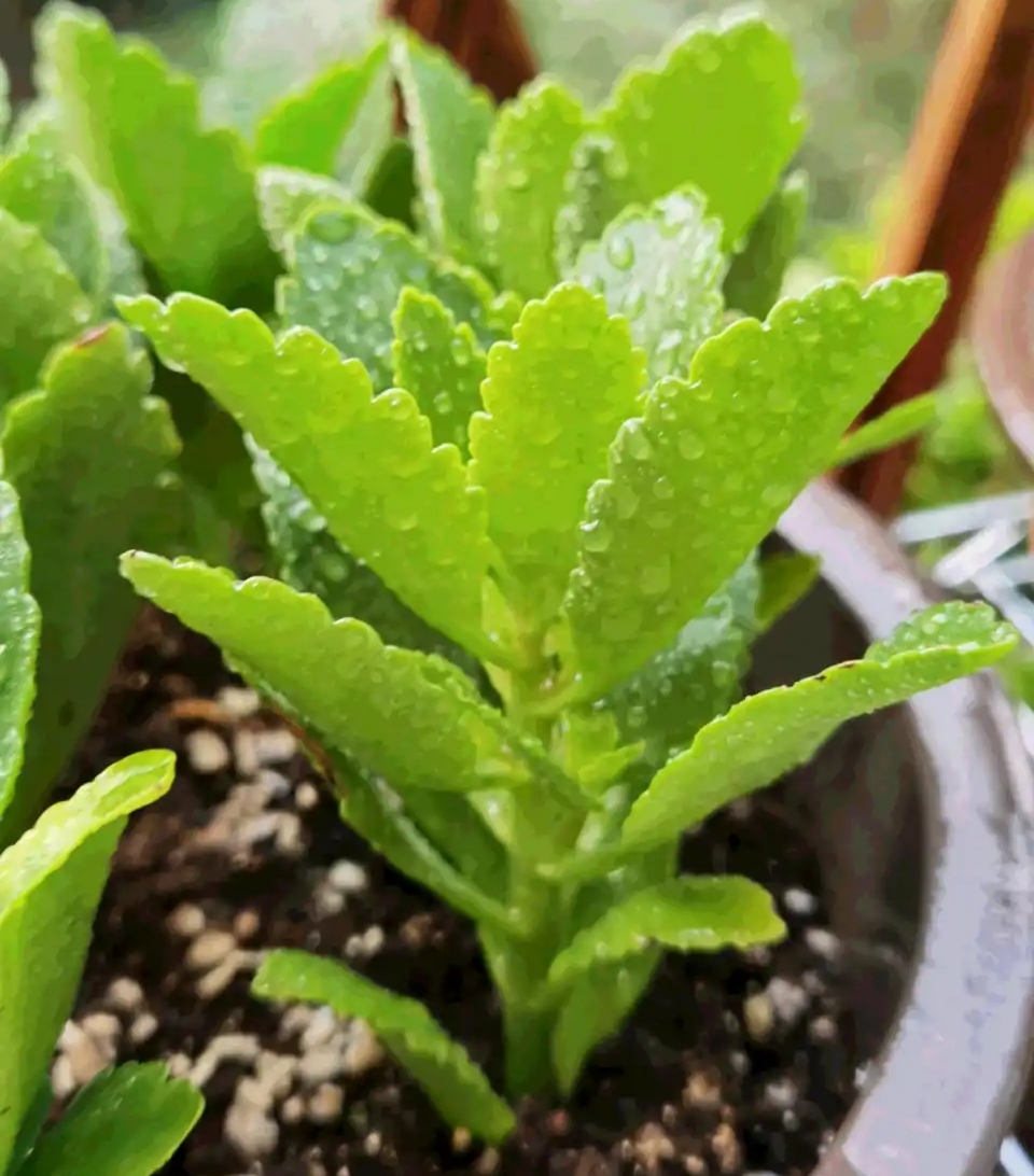 一年四季不死的十种花水养,浇水过多死的植物