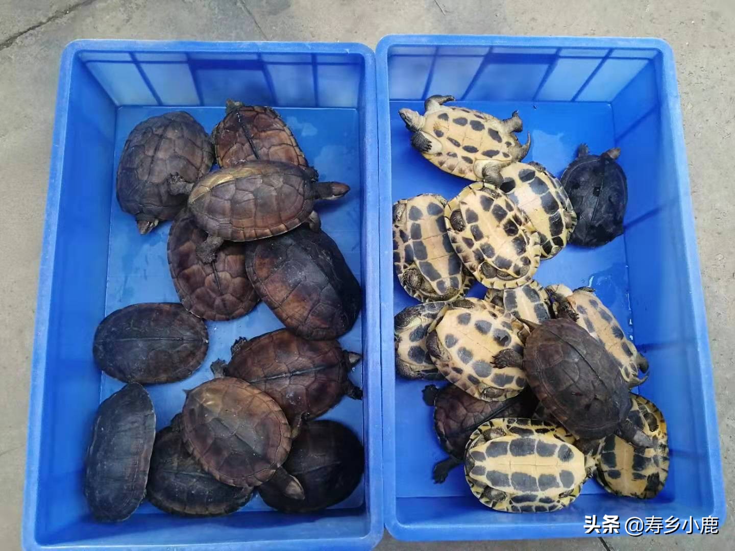 草龟是国家二级保护动物吗,捡到国家二级保护动物龟怎么处理