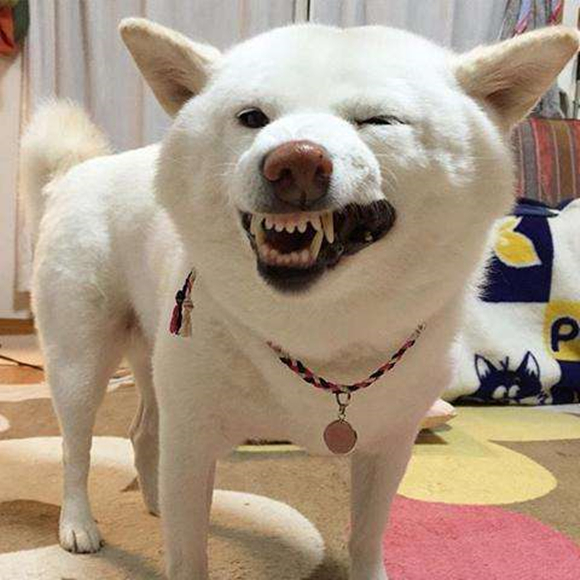 白色柴犬价格贵不贵,白色柴犬有哪些