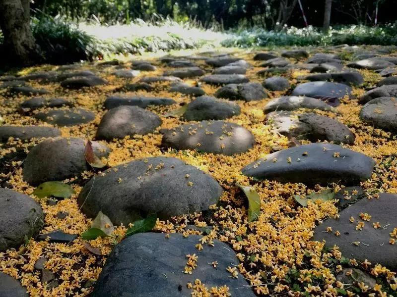 遇间播报|秋风拂杭州,阵阵桂香,满觉陇寻闲适,竟在山舍