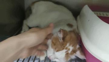 阿派志愿者救助一只流浪猫,阿派救助流浪猫