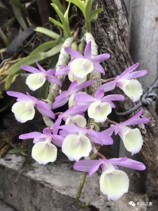 石斛兰对水质的要求你了解多少？