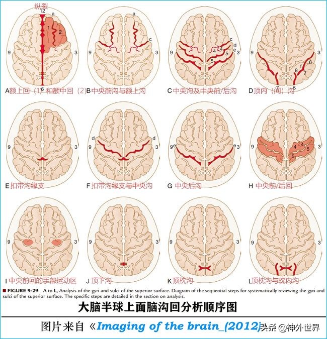 脑解剖学讲解视频全集,脑功能解剖学习