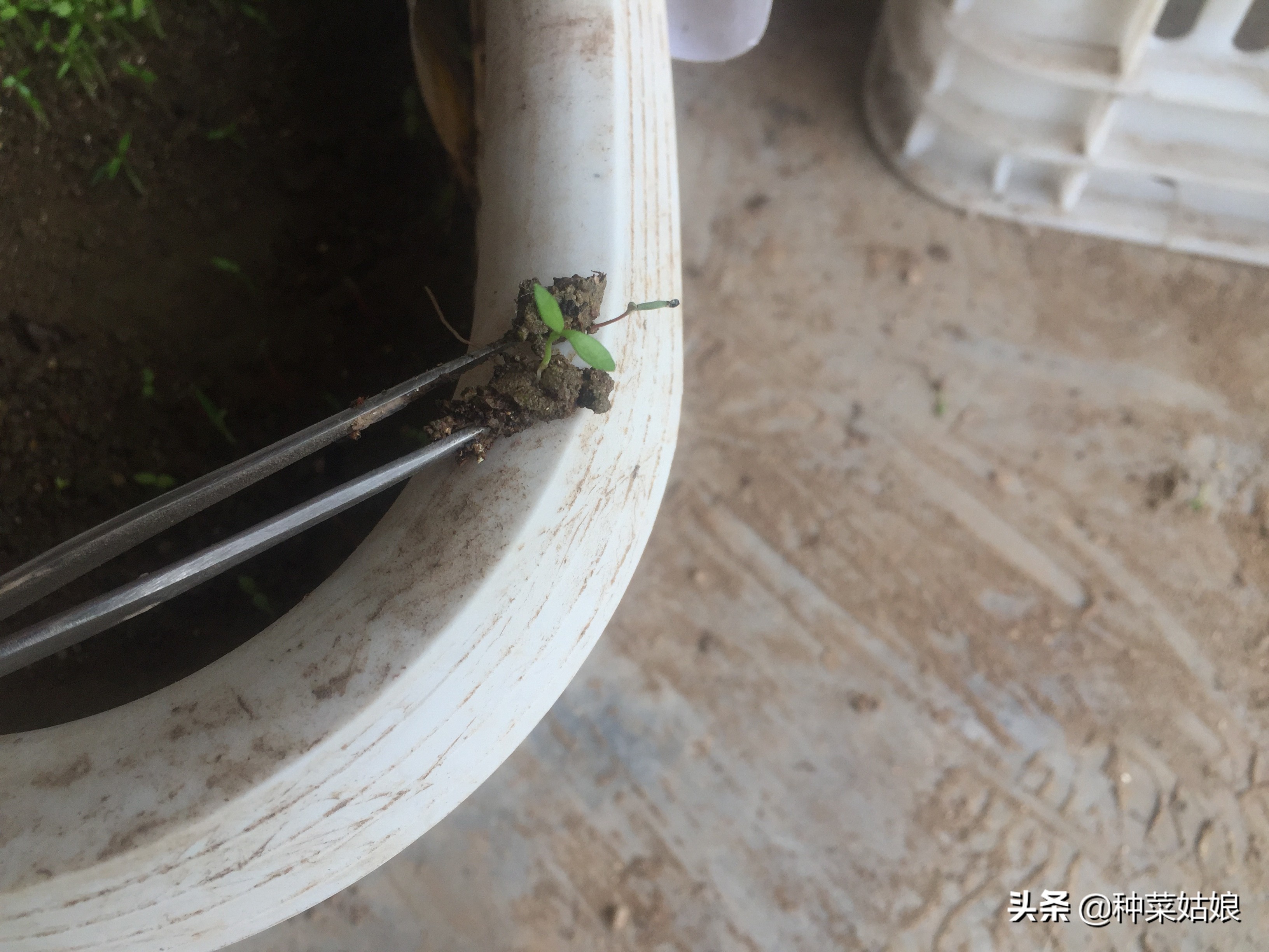 种植蔬菜，出苗老是又细又长怎么办，掌握这些栽培技术，轻松解决