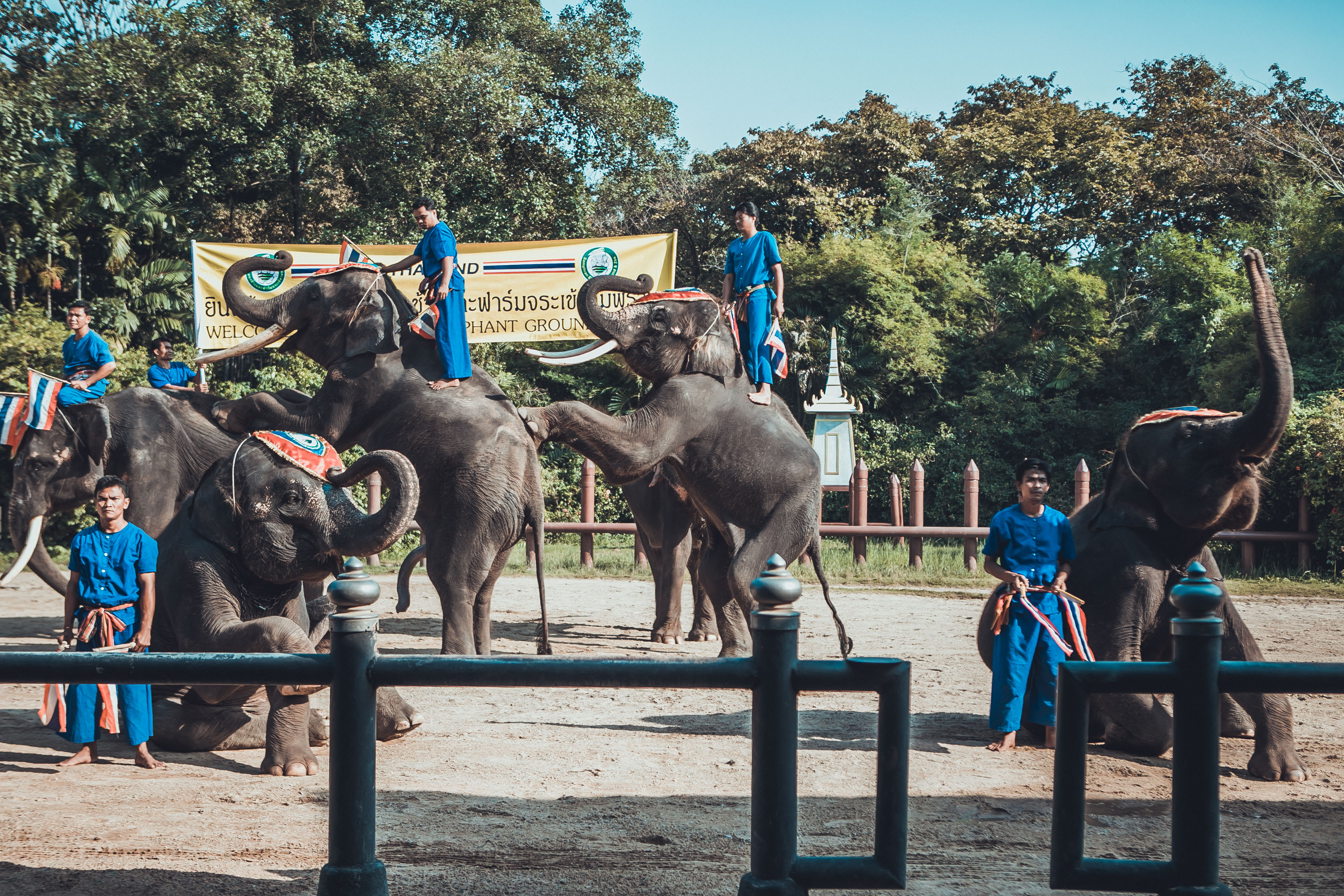 大象在泰国和印度象征着什么,大象是泰国的象征英语