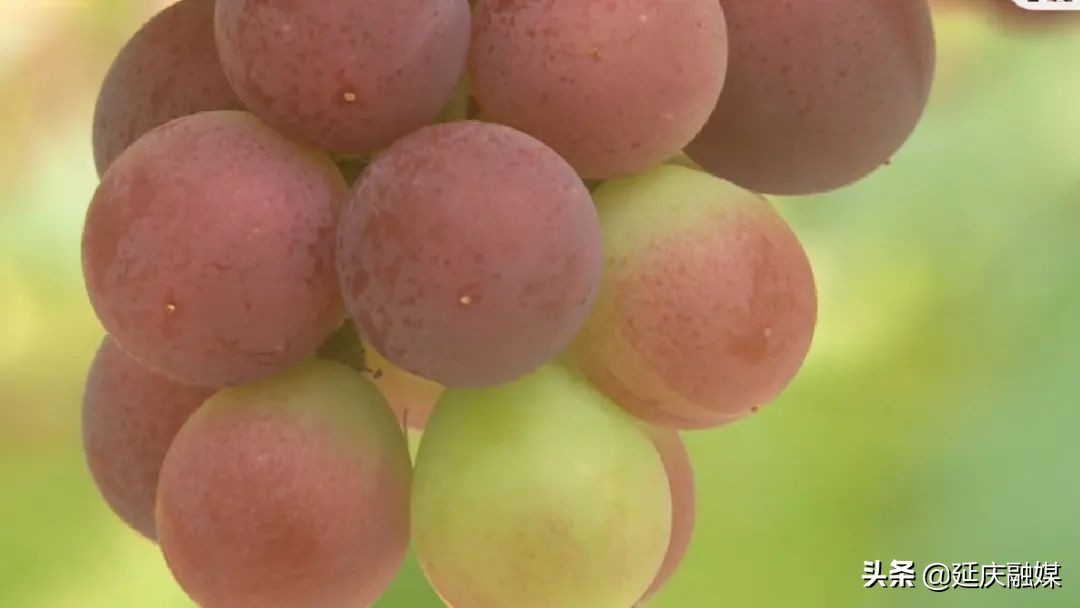 政协委员关于农业的提案,政协聚焦生态拿出更多提案建议