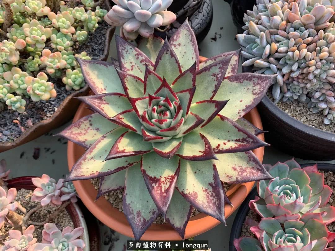 肉叔带你走遍韩国多肉大棚,记一次精彩的采摘之旅