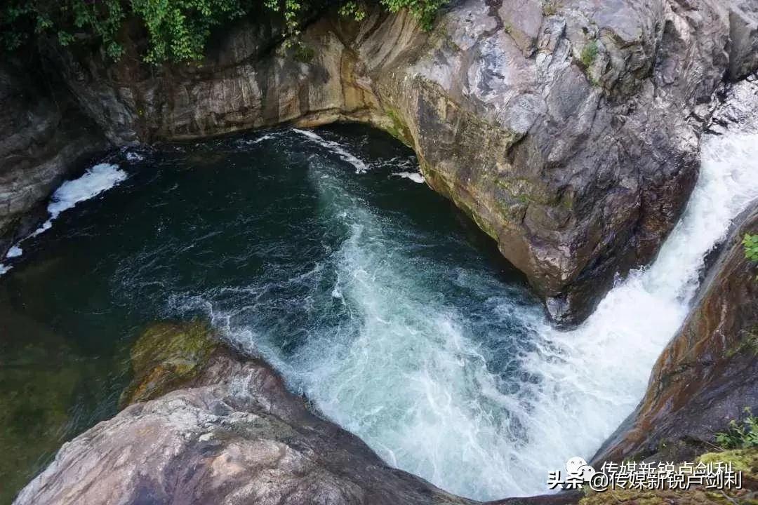 秦岭细鳞鲑科普,秦岭细鳞鲑百科介绍