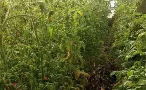 番茄苗期老叶发黄怎么回事,番茄生长点叶片枯黄了怎么办