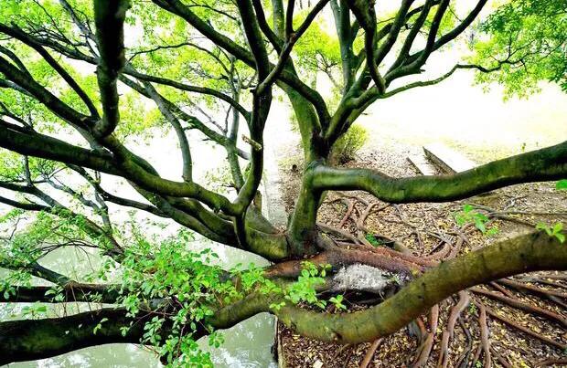 温州的学校传说,20年前温州学校回忆