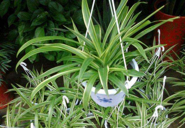 金鱼吊兰叶子一碰就掉,吊兰叶子中间折断原因