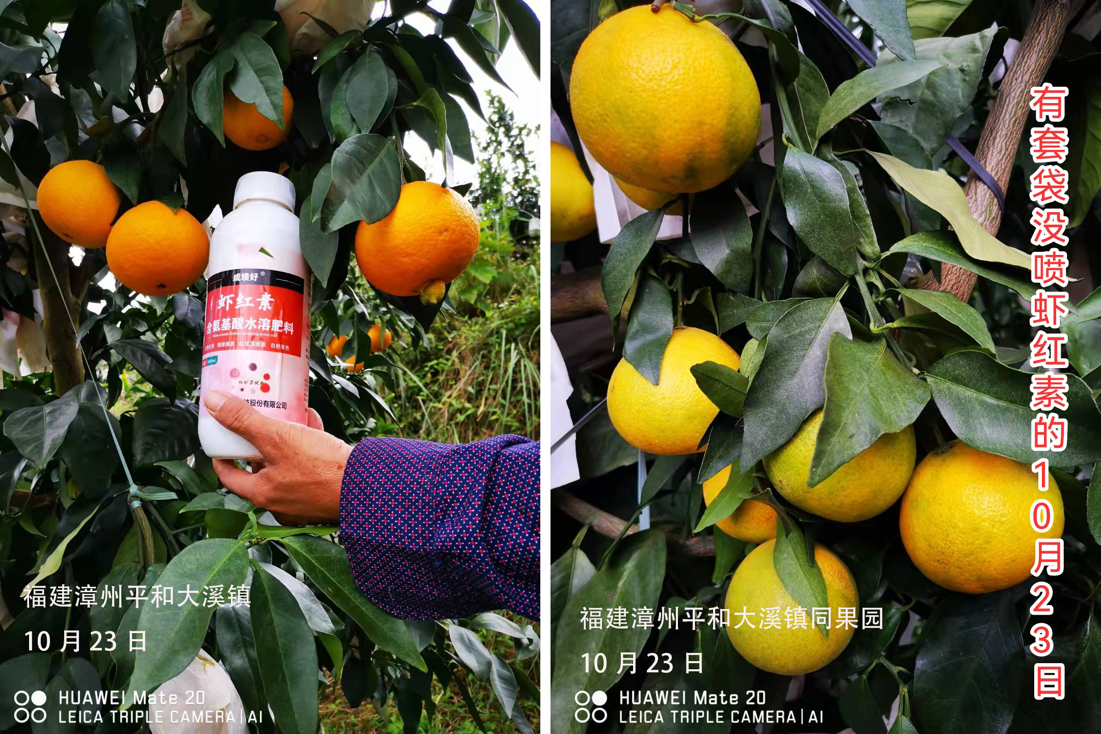 2023爱媛28红美人收购价格,红美人爱媛28号果冻橙多少钱一斤