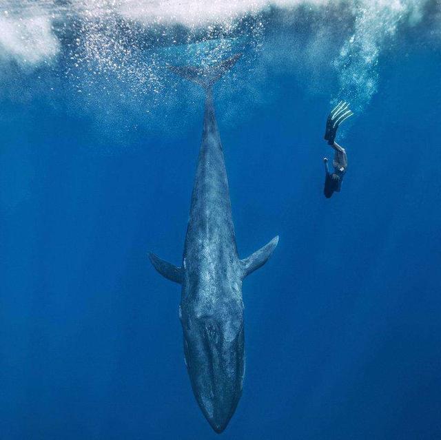 比鲸鱼还大的淡水鱼,现存海洋中最大的鱼排名