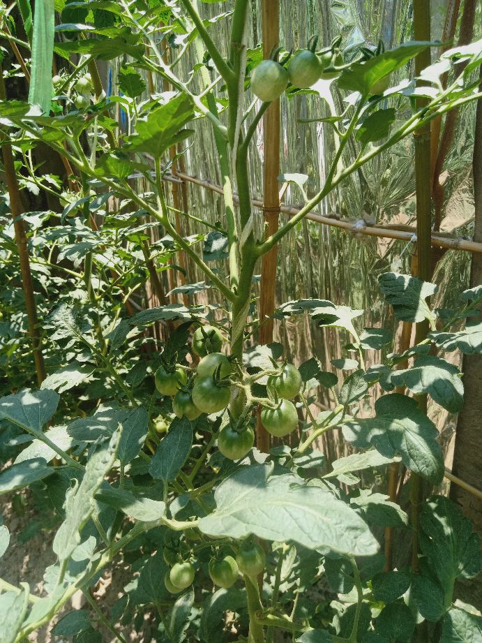 樱桃番茄最好的颜色,樱桃番茄挑选