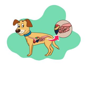 犬贾第鞭毛虫简介,犬贾第鞭毛虫