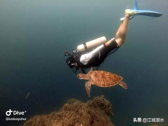 潜水的时候该怎么下潜,潜水是如何做到上浮下潜的