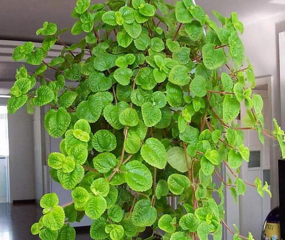 吸客厅甲醛最好的10种花,适合放客厅的大盆绿植吸甲醛