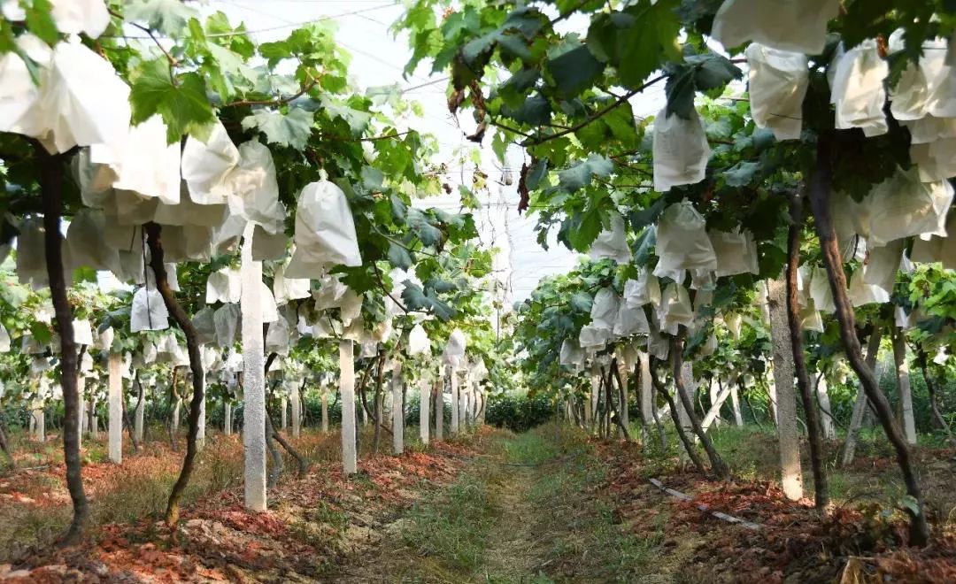 乌江路美食广场浅谈吃提子有什么好处