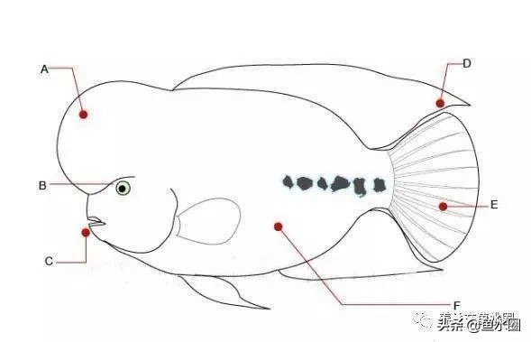 罗汉鱼身上亮片少是什么品种,罗汉鱼血麒麟和火凤哪个品种好