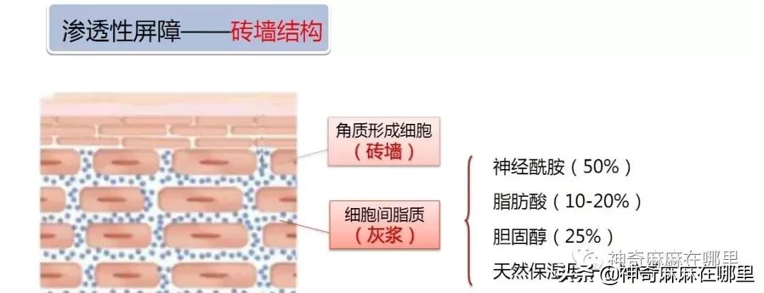 bbc沙棘面霜 (老爸评测bbc面霜)