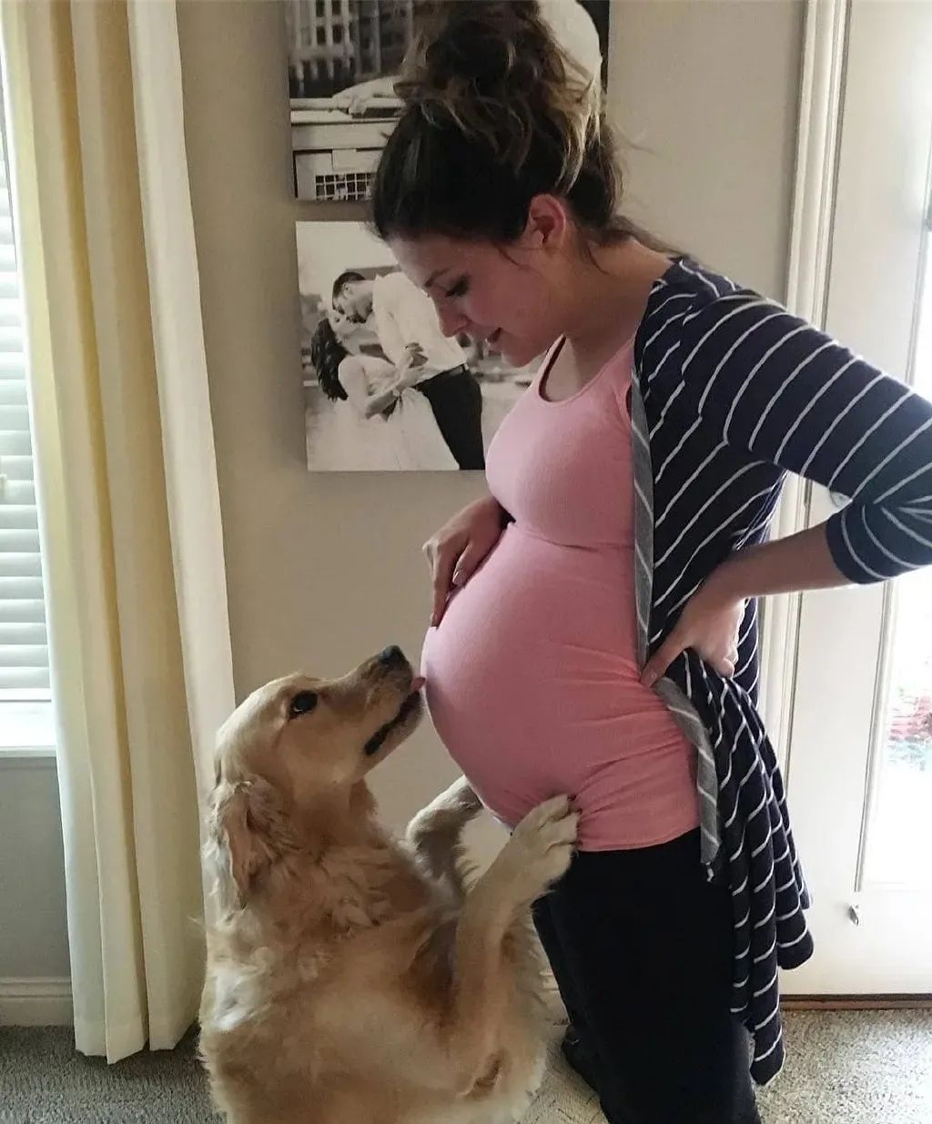 狗狗能感觉到孕妇怀孕了吗,狗狗能感受主人怀孕吗