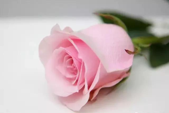 给大家介绍一下玫瑰品种,玫瑰的品种及特点介绍