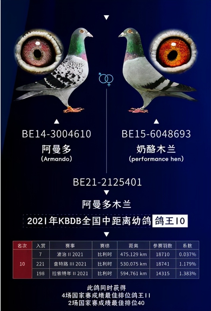 立志从买鸽王到飞鸽王开尔今年飞得怎么样？