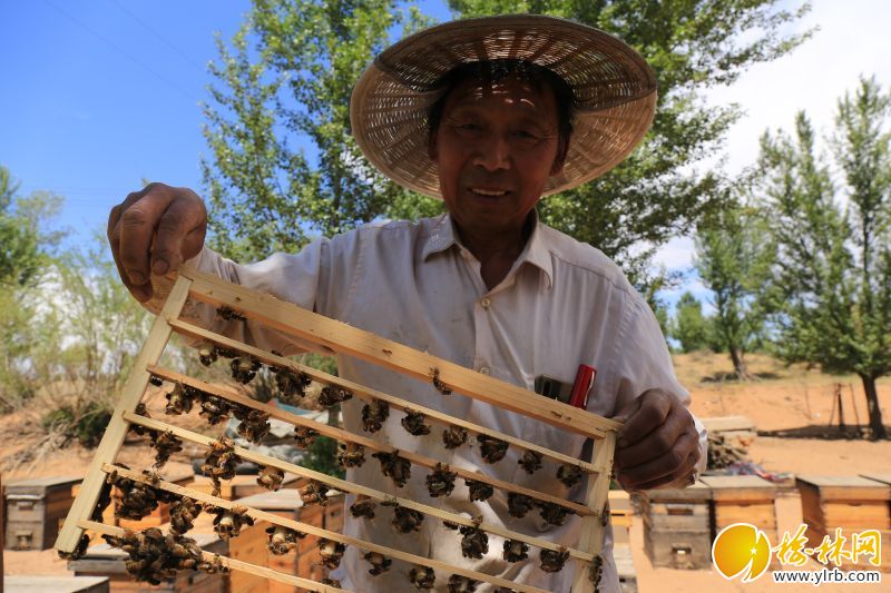 纳林采当村现状,神木中鸡纳林采当村最新消息