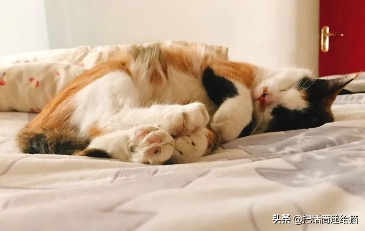 一只猫被另一只打,一只猫被两个人打