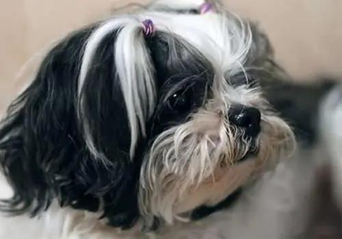 养宠进阶指南狗掉毛,老年狗口炎怎么治