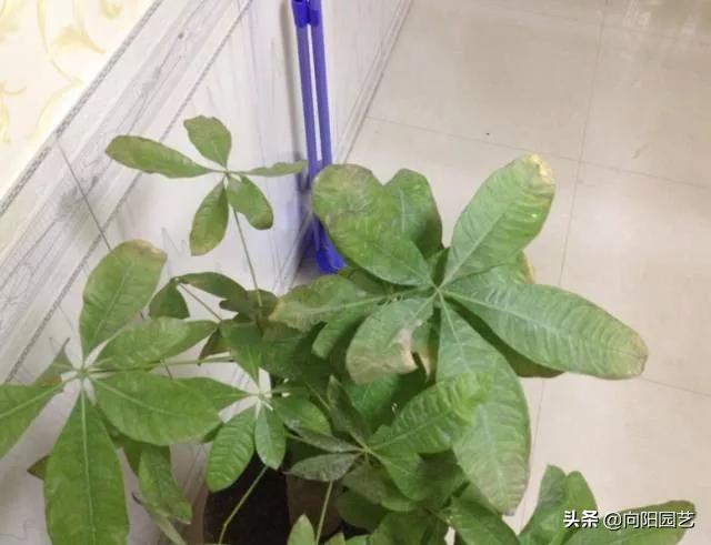 冬季绿植黄叶黑斑怎么解决,冬天植物叶子发黄怎么办