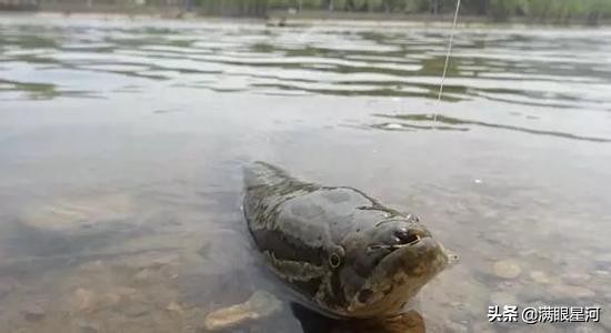 路亚打黑测试,路亚打黑竿测评