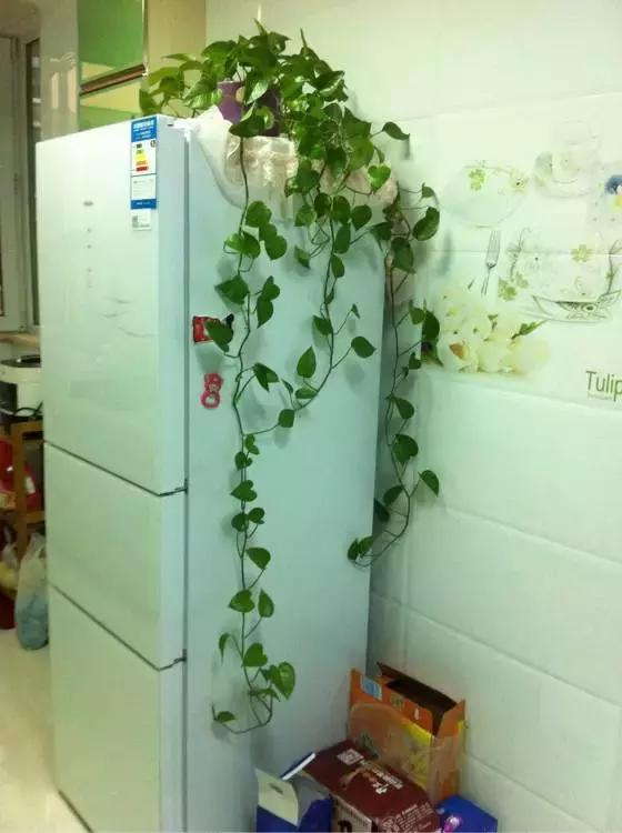 适合室内养的不见阳光的垂吊花,适合阳台种的垂吊花一年四季开花