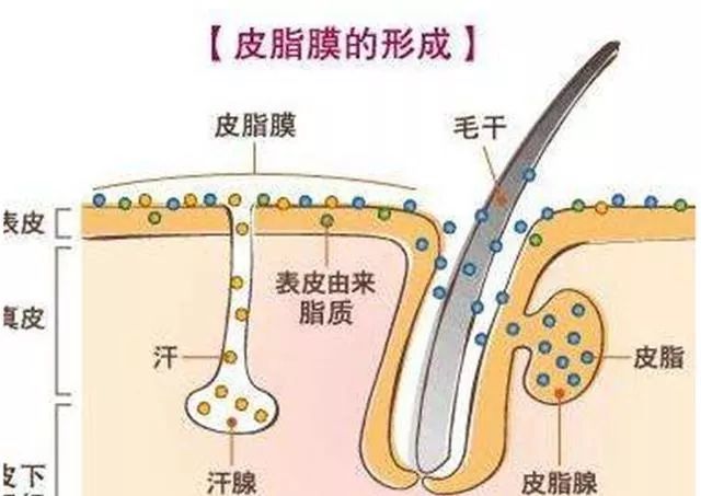 皮肤容易长痘应该修复还是补水,皮肤屏障受损反复长痘怎么控油