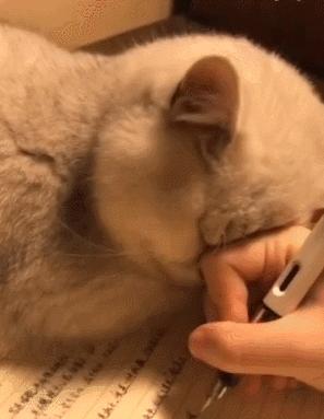 战斗民族的猫就是虎,战斗中的民族猫