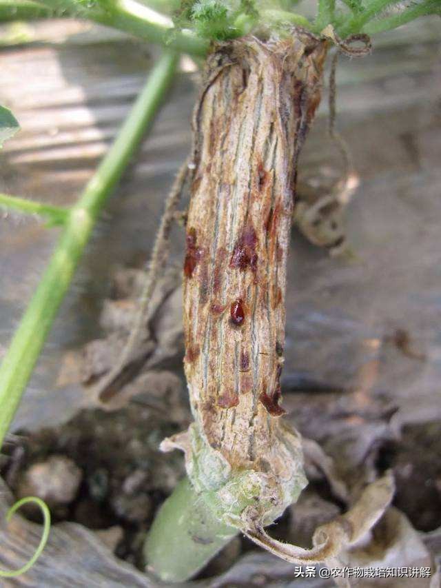 黄瓜死棵烂苗,黄瓜秧生病治疗小妙招