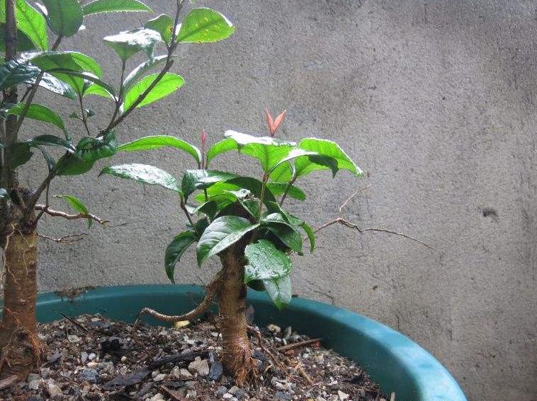 盆栽桂花怎么挽救,盆栽桂花落叶怎么补救视频