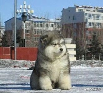 十种最像熊的狗,耳朵像熊的宠物狗