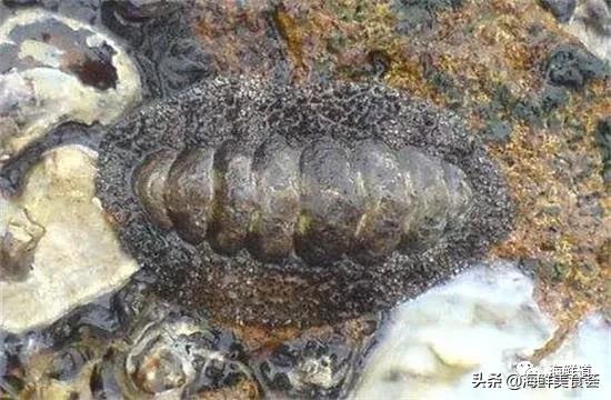 102种海鲜,营养丰富的海鲜有哪些品种