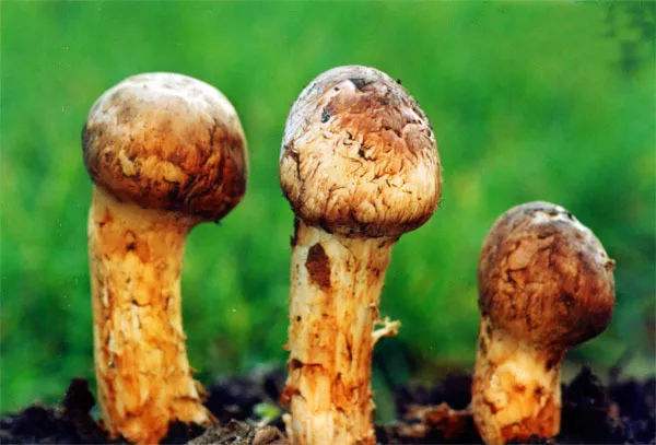 长白山十大特产有哪些,长白山都有什么特产