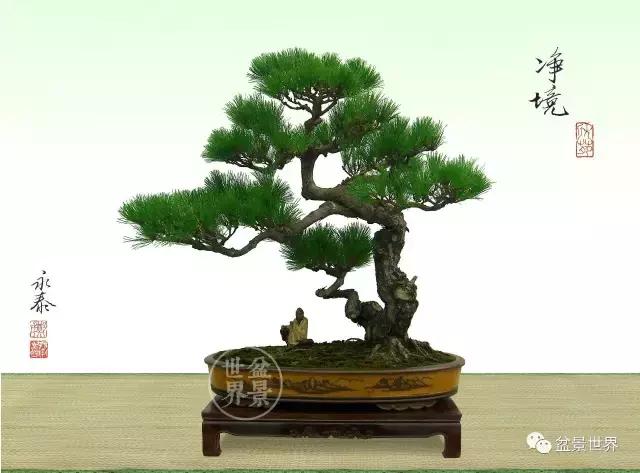 松树盆景经典大片,大斜杆式盆景得金奖作品松树