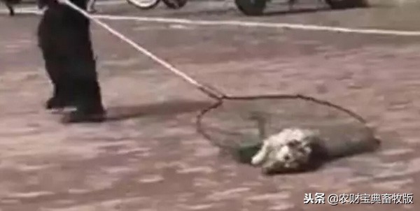 大学生在宿舍养猪被学校批评,大学宿舍养猪被通报