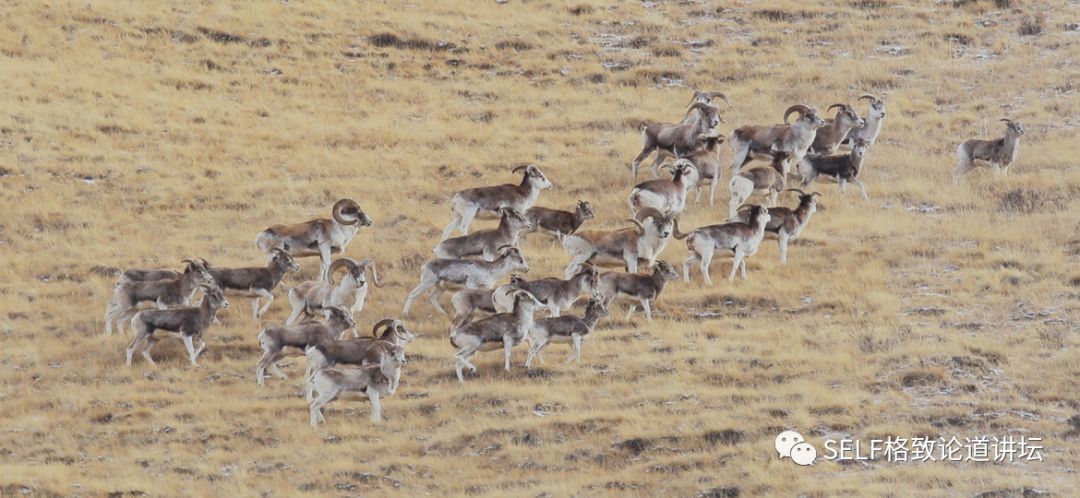 新疆天山世界文化遗产,天山为什么被入选为世界自然遗产
